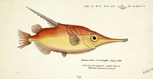 Longspine snipefish, Macrorhamphosus scolopax, The longspine snipefish, Fish, Reproduction of an