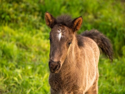 Icelandic horse in a meadow, foal, grey, portrait. Evening. Germany