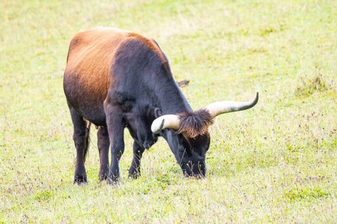 Auerochs (Heck cattle) Germany