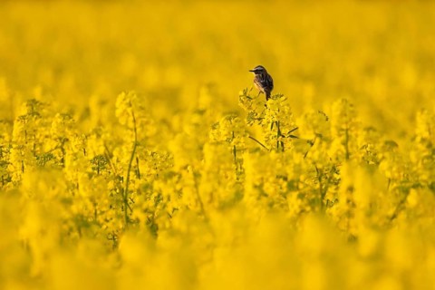 A whinchat sits in a flowering rape field near Frankfurt am Main in spring, Frankfurt am Main,