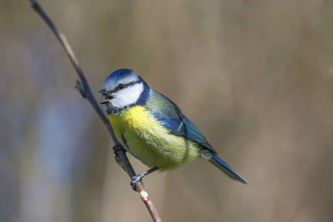 A blue tit (Parus caeruleus) singing on an apple tree branch against a blurred background,