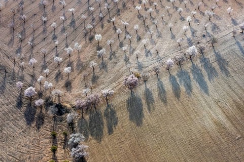 Aerial view, blossoming almond trees, plantation, Andalusia, Spain, Europe