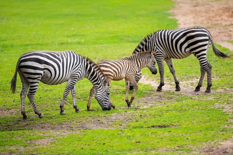 Plains zebra (Equus quagga) mother and foal standing on a meadow, Germany, Europe