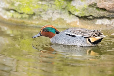 Eurasian teal (Anas crecca) male swimming in a lake, Bavaria, Germany, Europe
