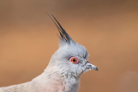 Crested pigeon (Ocyphaps lophotes), portrait, Bavaria, Germany, Europe
