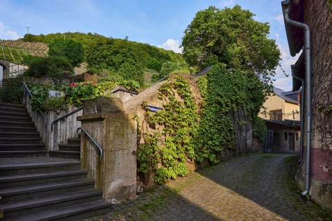 Alley, concrete wall, stairs, tree, three-leaved maiden vine (Parthenocissus tricuspidata),