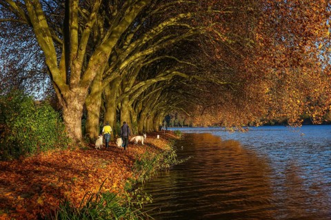Essen, North Rhine-Westphalia, Germany - Dog owners walk along the lakeshore under trees with