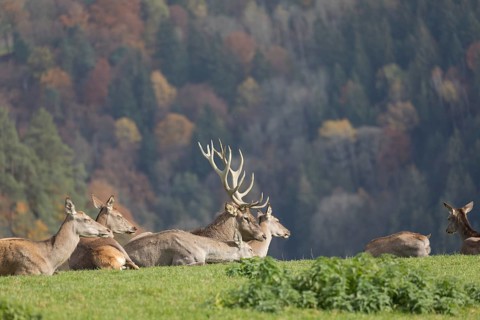 A herd of red deer resting on a meadow in sunshine