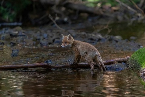 One young red fox, Vulpes vulpes, walking through a shallow forest creek in late light. Searching