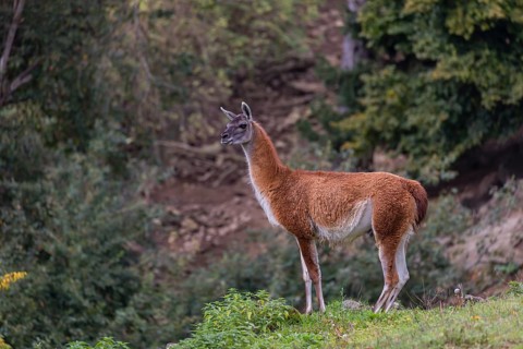 One male guanaco (Lama guanicoe) stands on steep ground