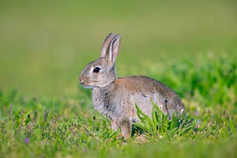 European rabbit, young common rabbit (Oryctolagus cuniculus) juvenile sitting meadow in spring