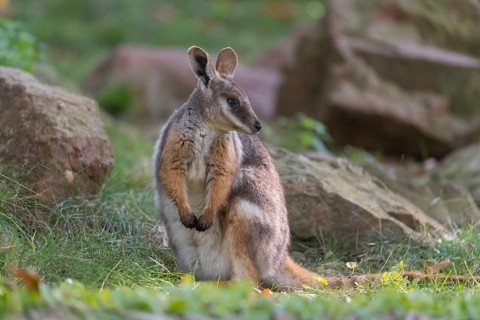 One yellow-footed rock-wallaby (Petrogale xanthopus), or ring-tailed wallaby sitting on grass