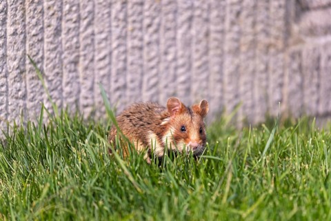 One European hamster (Cricetus cricetus), Eurasian hamster, black-bellied hamster or common
