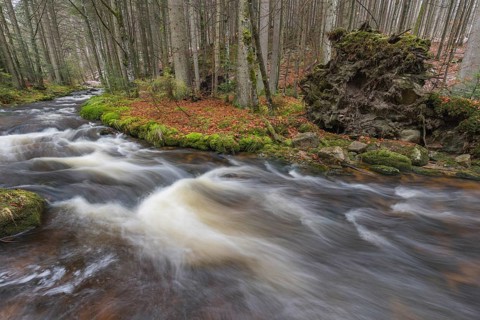 Kleine Ohe creek below Waldhaeuser village in the Bavarian Forest Nationalpark. Flowing water and
