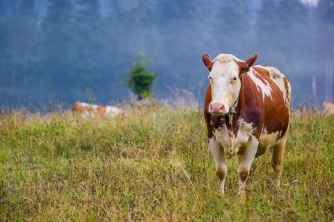 A Holstein Friesian cow stands grazing on a meadow with trees on a foggy day. Eng Valley, Austria,