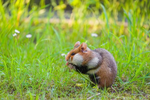 A European hamster (Cricetus cricetus), Eurasian hamster, black-bellied hamster or common hamster,