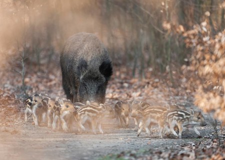 Wild boar, wild boar (Sus scrofa), a wild boar with young boars running along a forest path,