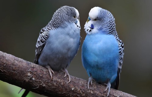 Budgerigars (Melopsittacus undulatus) on a branch