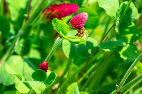 Honey bee (Apis mellifera) on a flower of incarnate clover (Trifolium incarnatum), Saxony, Germany,