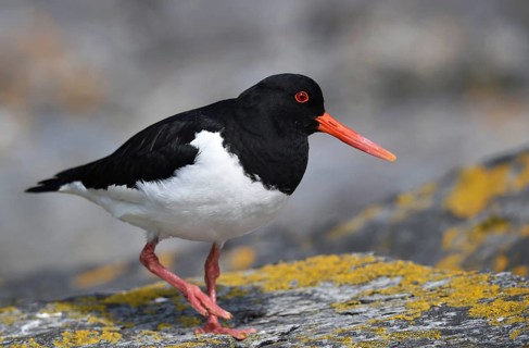 Oystercatcher, (Haematopus ostralegus) on a rock on the coast of Norway