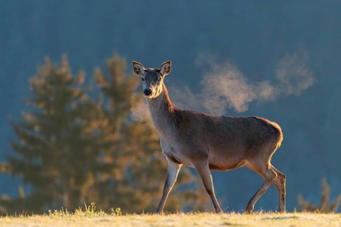 A female red deer (Cervus elaphus) stands in the first light of day on a meadow covered in hoar