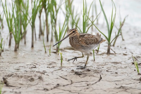 Common snipe (Gallinago gallinago) adult wading bird on mud, England, United Kingdom, Europe