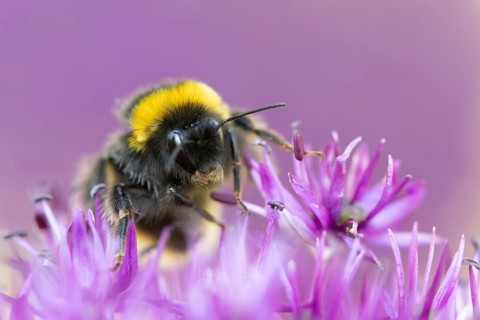 Buff tailed bumblebee (Bombus terrestris) adult bee on a purple Allium flower in an urban garden in