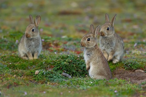 Rabbit (Oryctolagus cuniculus) three wild juvenile baby animals next to a burrow entrance in