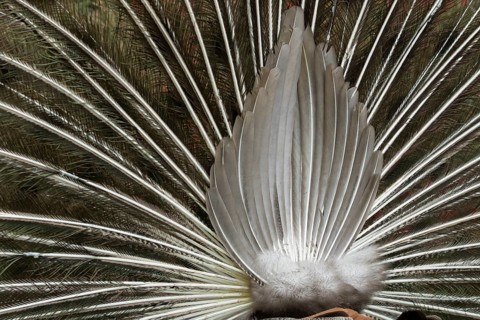 Indian peafowl or Peacock (Pavo cristatus) adult male bird displaying close up of its tail