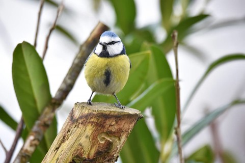 Blue tit (Cyanistes caeruleus) on a branch in cherry laurel, (Prunus laurocerasus)