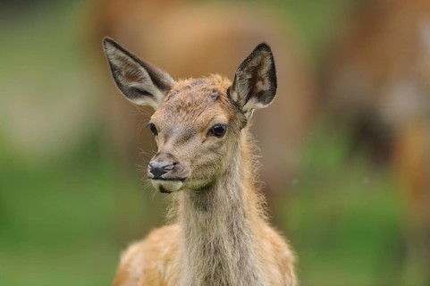 A fawn stands attentively in the forest and peers around curiously, red deer (Cervus elaphus),