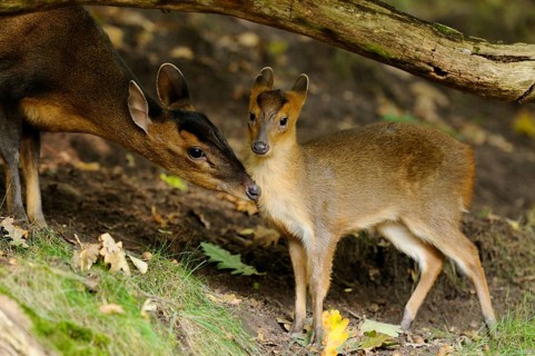 An adult and a young muntjac standing under a fallen tree in the forest, Chinese muntjac (Muntiacus
