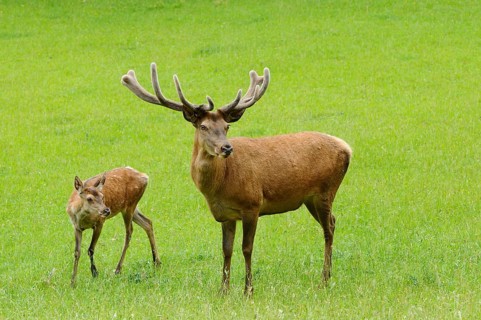 Stag with antlers and young fawn standing together on an extensive green meadow, red deer (Cervus