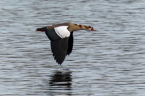 Egyptian goose in flight just above the water surface, wings wide open, Egyptian goose, (Alopochen