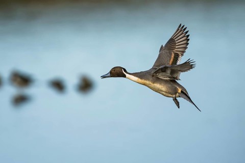 Northern Pintail, Anas acuta, male in flight over winter marshes