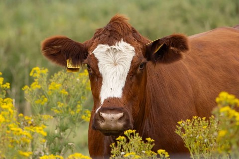 Domestic cattle or cow (Bos taurus) adult farm animal in a field with flowering Common ragwort