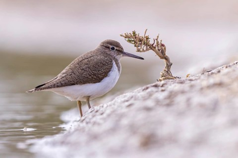 Common sandpiper (Actitis hypoleucos) Snipe bird, foraging in the mud, resting, limicole, shallow