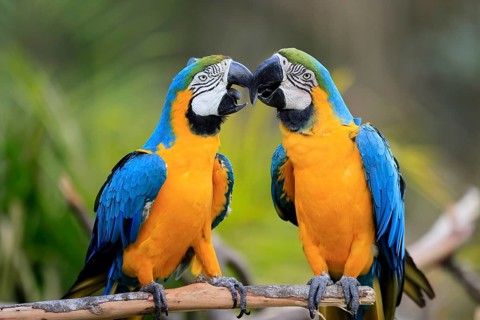 Yellow-breasted Macaw (Ara ararauna), adult, in perch, pair, social behaviour, South America