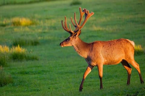 An Altai maral stag, Altai wapiti or Altai elk (Cervus canadensis sibiricus) stands in a meadow in