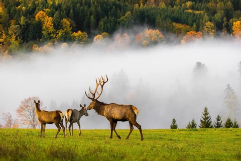 An Altai maral stag with two hinds, Altai wapiti or Altai elk (Cervus canadensis sibiricus) stands