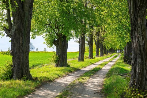 Path through the 200-year-old avenue of lime trees, mainly winter lime trees (Tilia cordata),