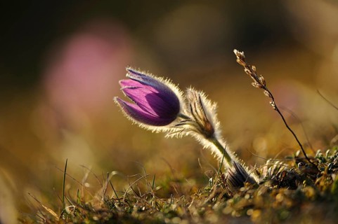 Purple flower in sunlight, surrounded by natural grass, Pasque flower (Pulsatilla vulgaris), Upper
