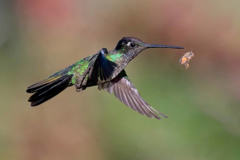 Flying Talamanca hummingbird or admirable hummingbird (Eugenes spectabilis), Costa Rica, Central