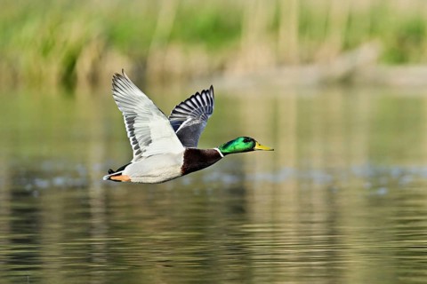 Mallard (Anas platyrhynchos), drake in flight, Switzerland, Europe