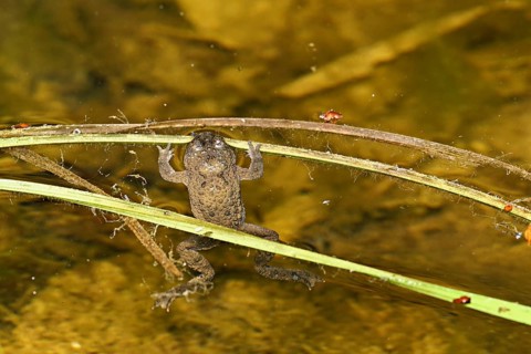 Yellow-bellied toad (Bombina variegata), in pond, Switzerland, Europe