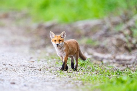 Fox (Vulpes vulpes) puppy Germany