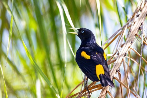 Yellow-rumped cacique (Cacicus cela) Pantanal Brazil