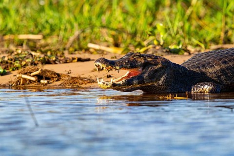 Spectacled caiman (Caiman crocodilius) Pantanal Brazil