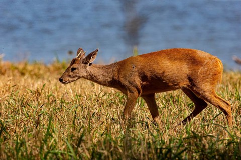 Grossmazama (Mazama americana) Pantanal Brazil