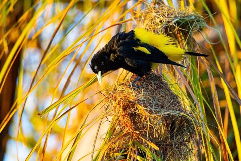 Yellow-rumped cacique (Cacicus cela) Pantanal Brazil